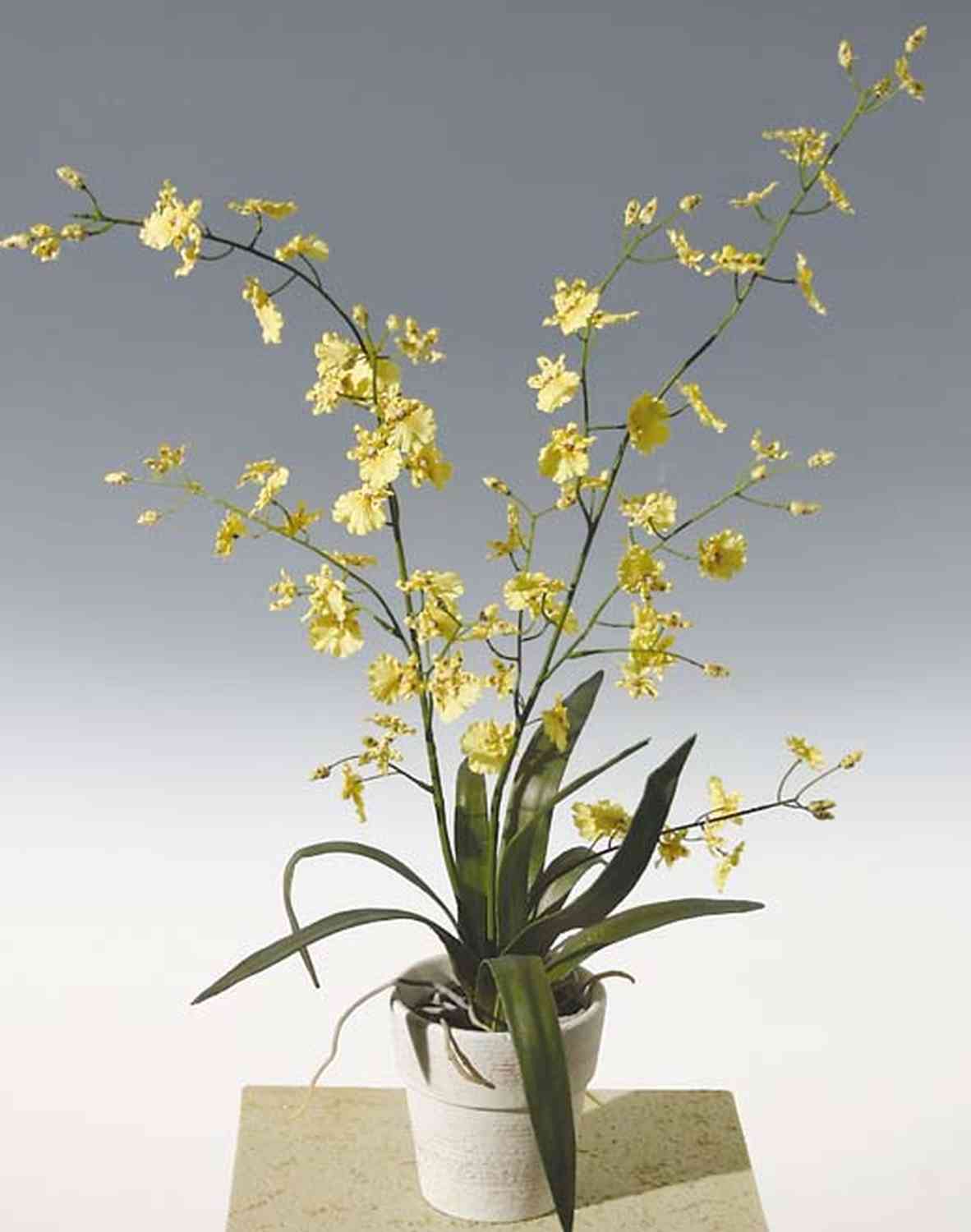 75cm Oncidium YOSEPHIN im Orchidee Tontopf, gelb, Kunst
