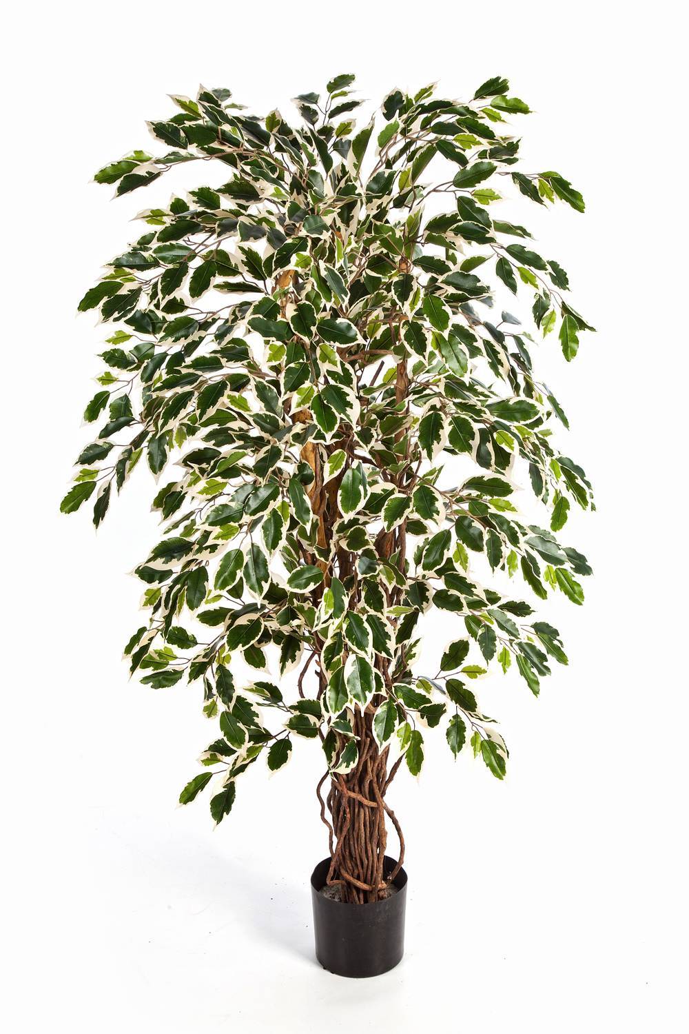 Kunst Ficus JARLAN, 180cm Benjamini grün-weiß