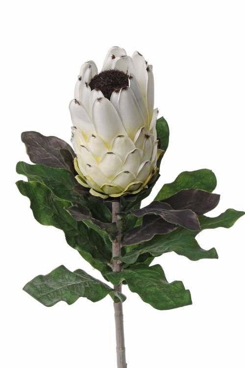 Kunstblume Ø8cm 75cm Protea NELLI weiß-gelb