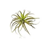 Deko Tillandsia Stricta PROPUS auf Steckstab, grün-braun, 25cm