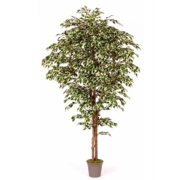 Kunst Ficus Benjamini LINETTE, Naturstämme, grün-weiß, 150cm - Made in Italy