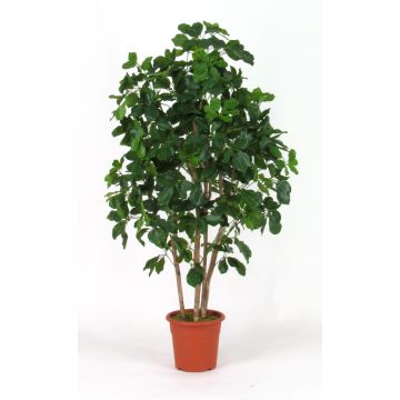 Kunst Schefflera NANETTE, Echtstämme, grün, 175cm - Made in Italy