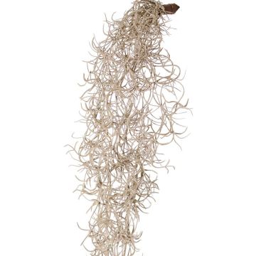 Kunsthänger Tillandsia Usneoides LIVADI auf Steckstab, grau, 115cm