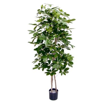 Künstliche Schefflera GÜSSING, Naturstämme, grün, 120cm