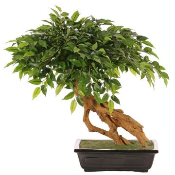 Kunststoff Bonsai Ficus benjamina ALMIROS im Tontopf, 60cm