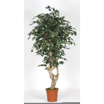 Künstlicher Ficus Benjamina SILENO, Echtstamm, grün-weiß, 175cm - Made in Italy