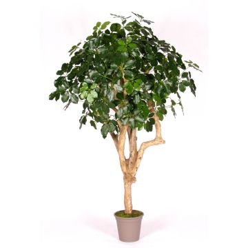 Deko Schefflera SOLIDA, Echtstamm, grün, 175cm - Made in Italy