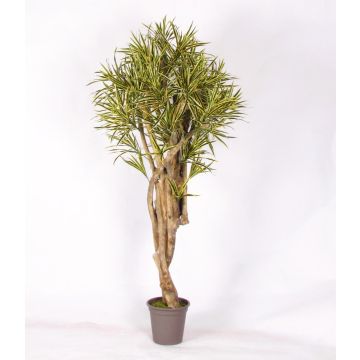 Deko Dracaena Reflexa Jamaica KASANDRA, Naturstämme, grün-gelb, 200cm - Made in Italy