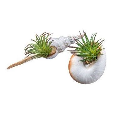 Kunstpflanze Sukkulente Tillandsia ionantha FRUNS in Naturmuscheln, 2 Stück, grün, 8-14cm