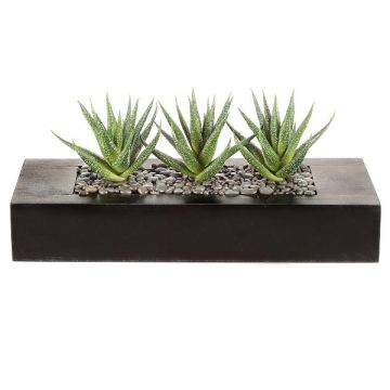 Künstliche Sukkulente Aloe variegata FRONZ im Holzkasten, grün-weiß, 36x15,5x16cm