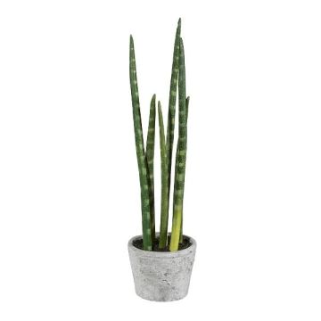 Deko Sukkulente Sanseveria cylindrica FRINKAN im Zementtopf, grün-gelb, 40cm