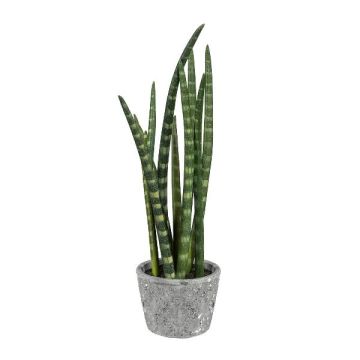 Deko Sukkulente Sanseveria cylindrica FRINKAN im Zementtopf, grün-gelb, 45cm