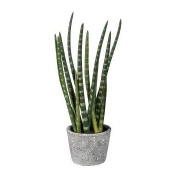 Deko Sukkulente Sanseveria cylindrica FRINKAN im Zementtopf, buschig, grün-gelb, 45cm