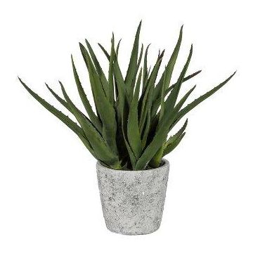 Deko Sukkulente Aloe Vera BRIZE im Zementtopf, grün, 45cm