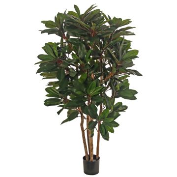 Unechte Schefflera ZULEIKA, Echtstämme, grün, 120cm