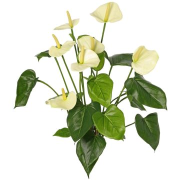 Dekoblume Anthurium NAKITA auf Steckstab, creme, 50cm