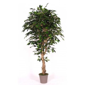 Kunst Ficus Benjamini YANEXY, Naturstämme, grün, 175cm - Made in Italy