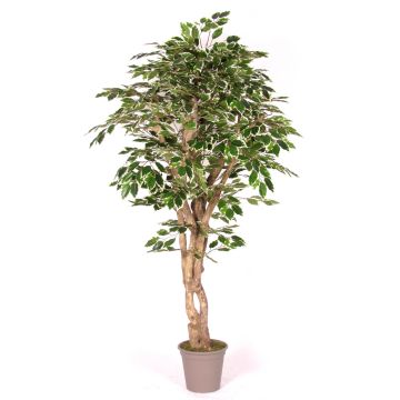 Kunst Ficus Benjamini YANEXY, Naturstämme, grün-weiß, 175cm - Made in Italy