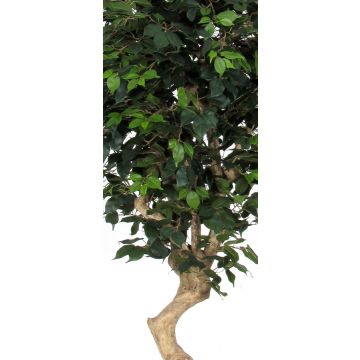 Künstlicher Ficus Benjamina SILENO, Echtstamm, grün, 200cm - Made in Italy