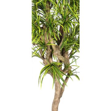 Kunst Dracaena Reflexa Jamaica KOLOMBINE, Echtstamm, grün-gelb, crossdoor, 175cm - Made in Italy