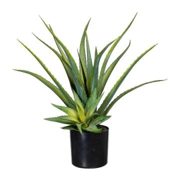 Deko Sukkulente Aloe Vera MURFT mit Ableger, grün, 50cm