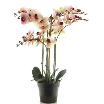 Kunstblume Phalaenopsis Orchidee CHENXU, rosa-creme, 60cm