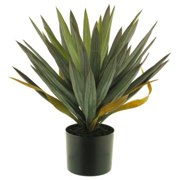 Deko Palme Yucca gloriosa MUYANG, 50cm