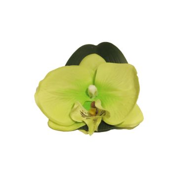 Dekoblüten Phalaenopsis Orchidee CALIN, 6 Stück, schwimmend, grün, 11cm