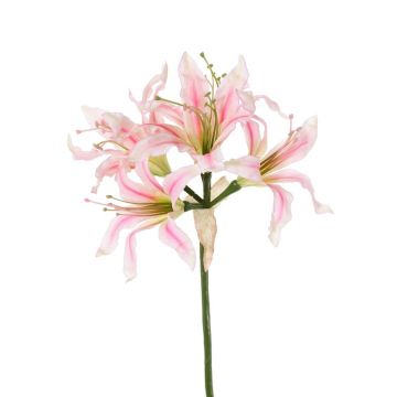 Kunst Gartenamaryllis KUSTANA, rosa-creme, 70cm, Ø20cm