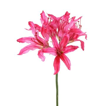 Kunst Gartenamaryllis KUSTANA, pink, 70cm, Ø20cm