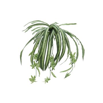 Künstliche Grünlilie kaufen artplants Online-Shop im