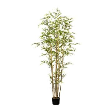 Dekobaum Japanischer Pfeilbambus DESON, Naturstämme, crossdoor, 180cm