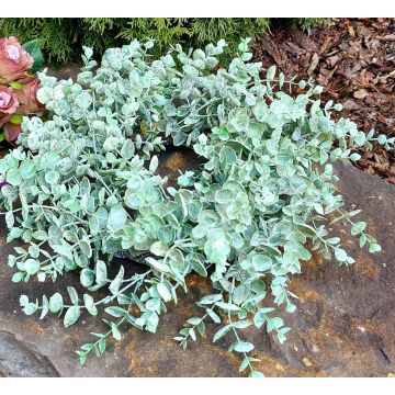 Künstlicher Eukalyptus Kranz JULERTE, grün-grau, Ø40cm