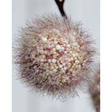 Kunst Ballon-Wolfsmilch Zweig ELAENA, Früchte, beige-violett, 100cm