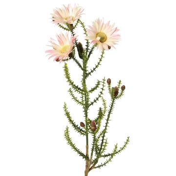 Deko Kap-Strohblume BEYA, creme-rosa, 60cm, Ø6cm