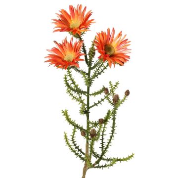 Deko Kap-Strohblume BEYA, orange-gelb, 60cm, Ø6cm