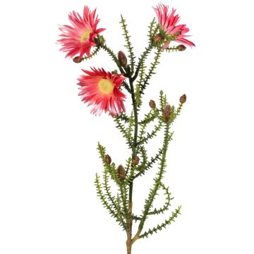 Deko Kap-Strohblume BEYA, rosa-pink, 60cm, Ø6cm