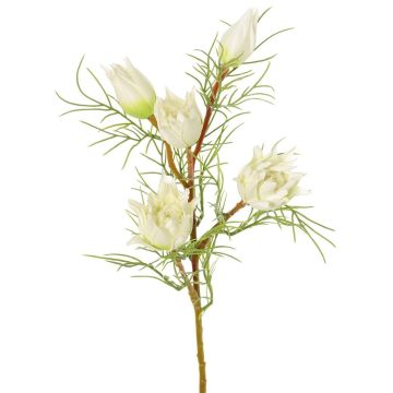 Dekozweig Protea NOHEA, weiß, 60cm