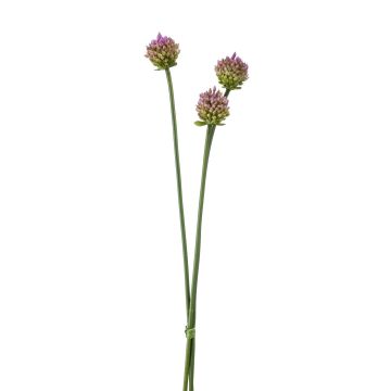 Künstliches Allium kaufen im artplants Online-Shop