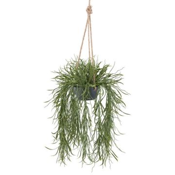 Deko Rhipsalis Blumenampel VEXORY, Dekotopf, hängend, grün, 100cm