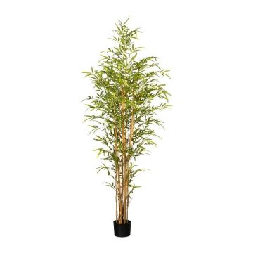 Deko Baum Japanischer Pfeilbambus INDUSTA, Naturstämme, 180cm