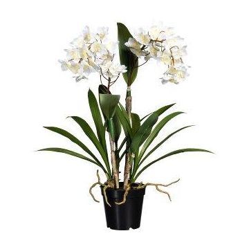 Deko Blume Dendrobium Sonia Orchidee FROLBER, Wurzeln, weiß, 60cm