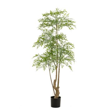 Künstlicher Ruscus Baum KALED, Kunststamm, grün, 180cm