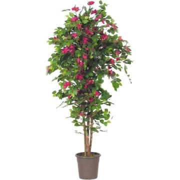 Deko Bougainvillea INGELOTTE, Echtstämme, Blüten, pink, 200cm - Made in Italy