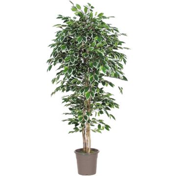 Künstlicher Ficus Benjamini LEVANTA, Naturstämme, grün-weiß, 250cm - Made in Italy