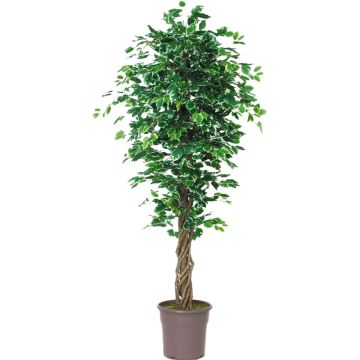 Kunst Ficus Benjamina EDILIO, Echtstämme, grün-weiß, 150cm - Made in Italy