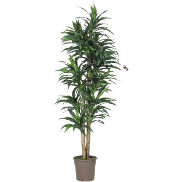 Kunst Dracaena Fragrans KANDIDA, Naturstämme, grün-weiß, 150cm - Made in Italy