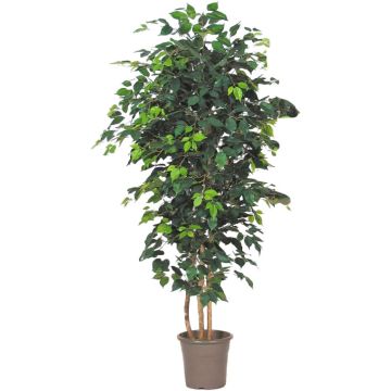 Deko Ficus Benjamini LEONORET, Echtstämme, grün, 150cm - Made in Italy