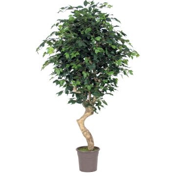 Künstlicher Ficus Benjamina SILENO, Echtstamm, grün, 200cm - Made in Italy