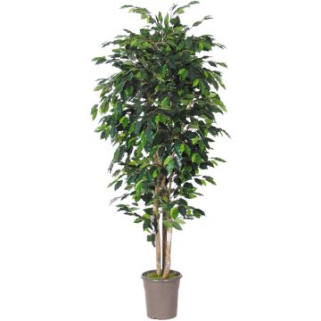 Künstlicher Ficus Benjamini LEVANTA, Naturstämme, grün, 225cm - Made in Italy